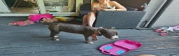 Mixed Breed dogs for sale: Blue Staffordshire bull terrier cross female - Advert 11