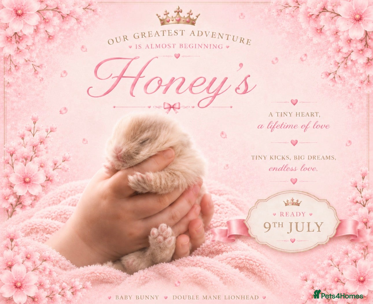 Lionhead rabbits Scrumptious Harlequin Double Mane LionHeads  - Advert 11