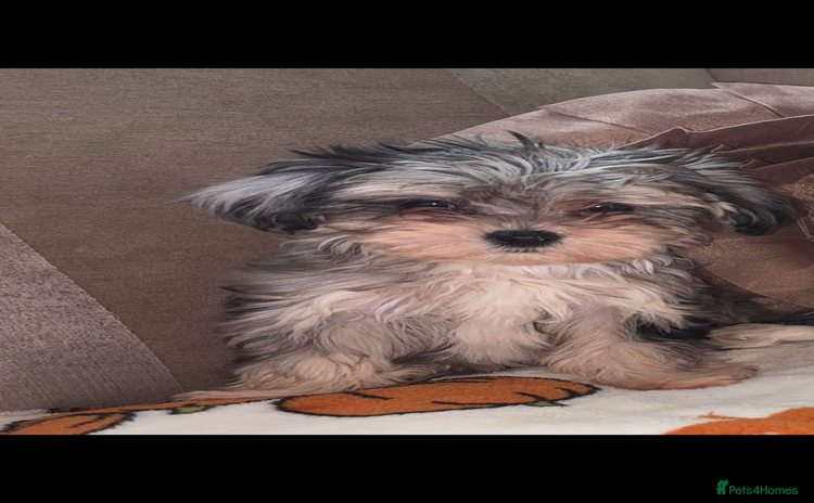 Maltipoo dogs - Advert 1