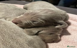 Weimaraner dogs for sale: Quality Weimaraner Puppies - Image 9
