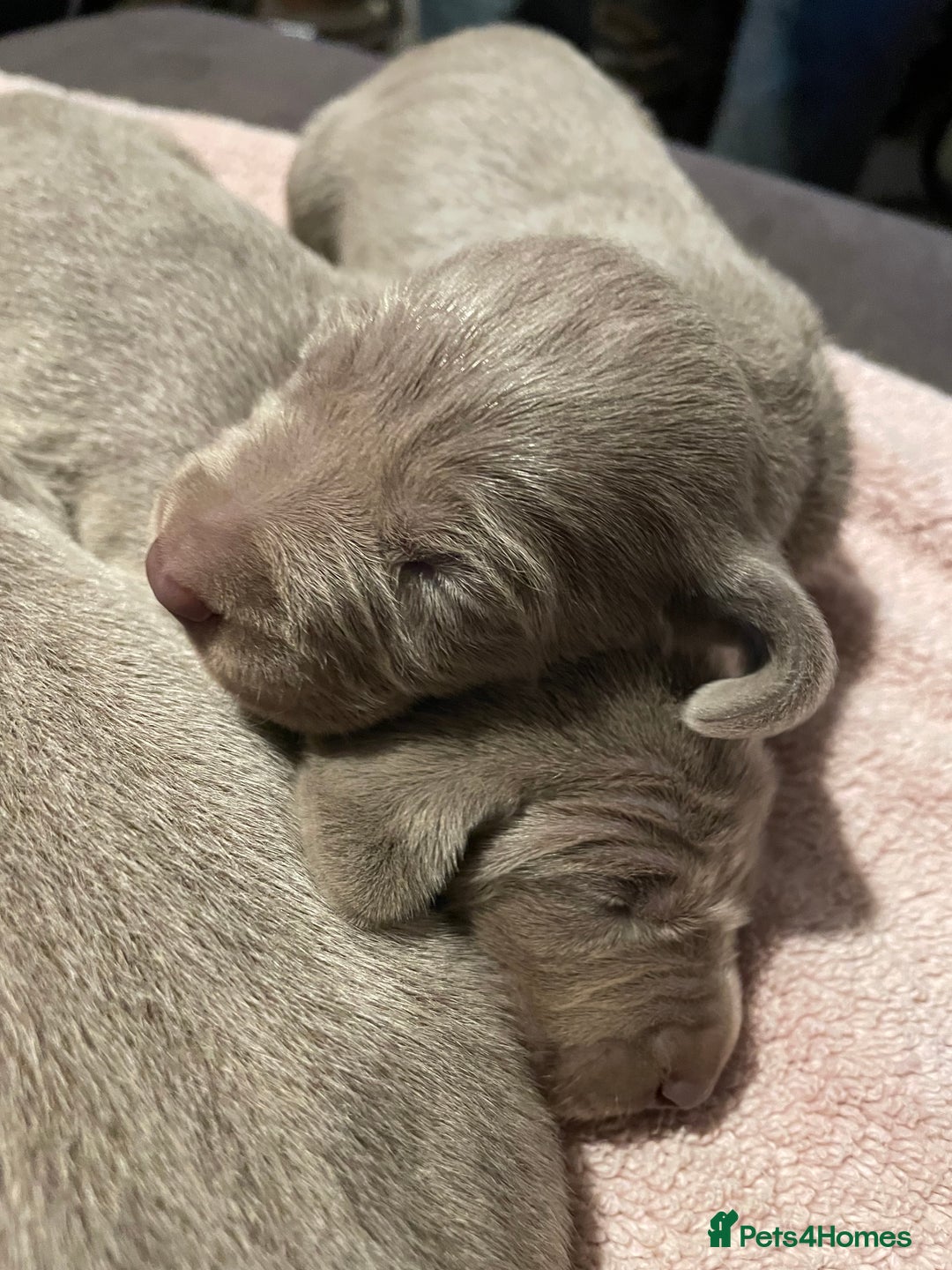 Weimaraner dogs for sale: Quality Weimaraner Puppies - Image 9