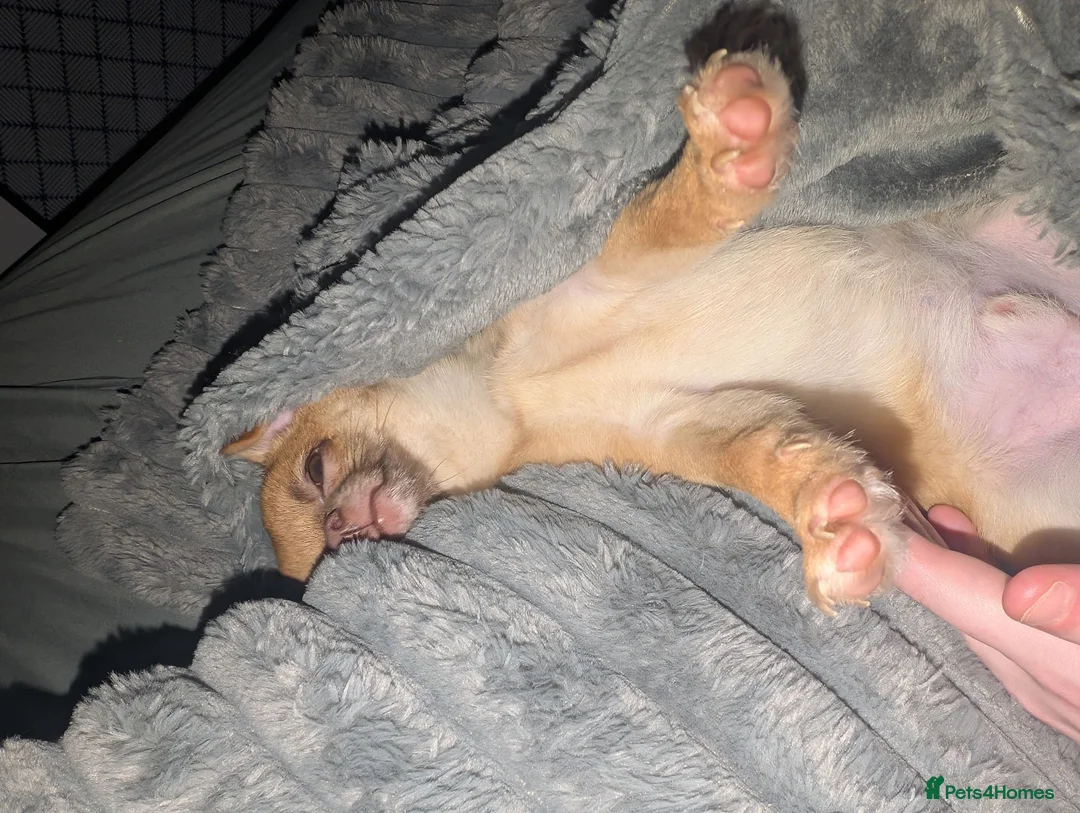 Pomchi dogs for sale: 11 month old boy pomchi. Clever little boy!   - Advert 1