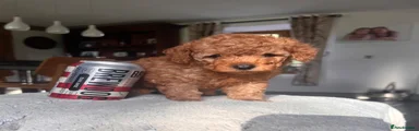 Toy Poodle 3