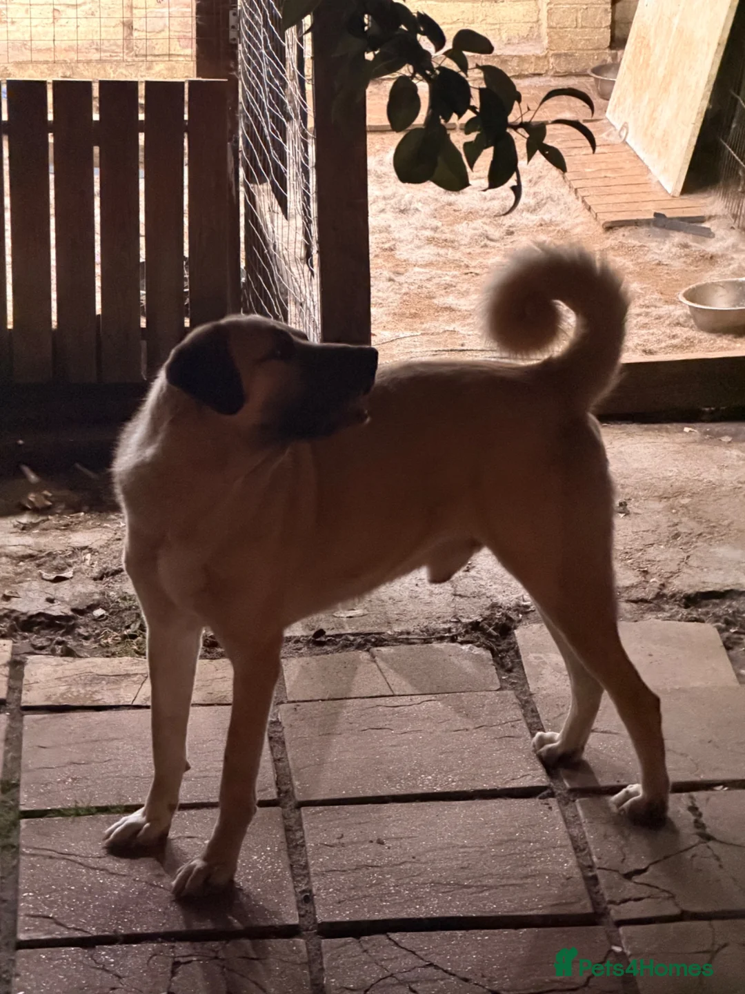 Turkish Kangal dogs for sale: Kangal male  - Advert 2