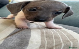 Miniature Dachshund dogs for sale: Micro mini dachshund  - Image 11