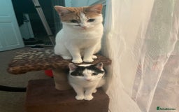 Mixed Breed cats for sale: Bellini & Martini - Image 11