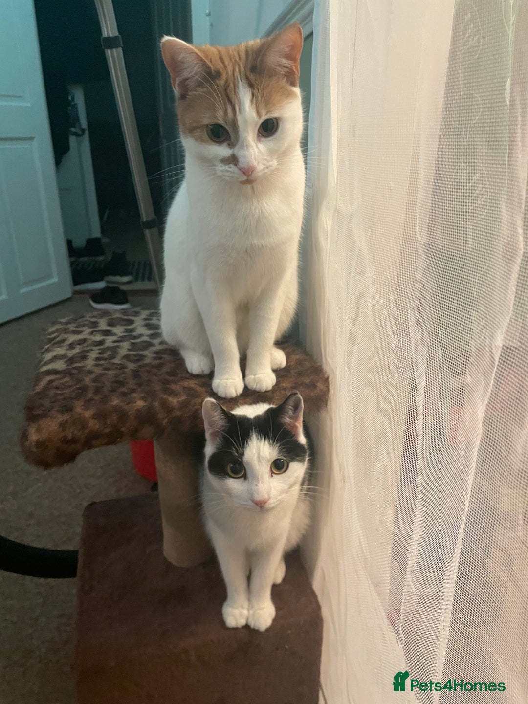 Mixed Breed cats for sale: Bellini & Martini - Image 11