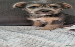 Mixed Breed dogs for sale: Jack russel cross pomeranian puppies  - Image 11
