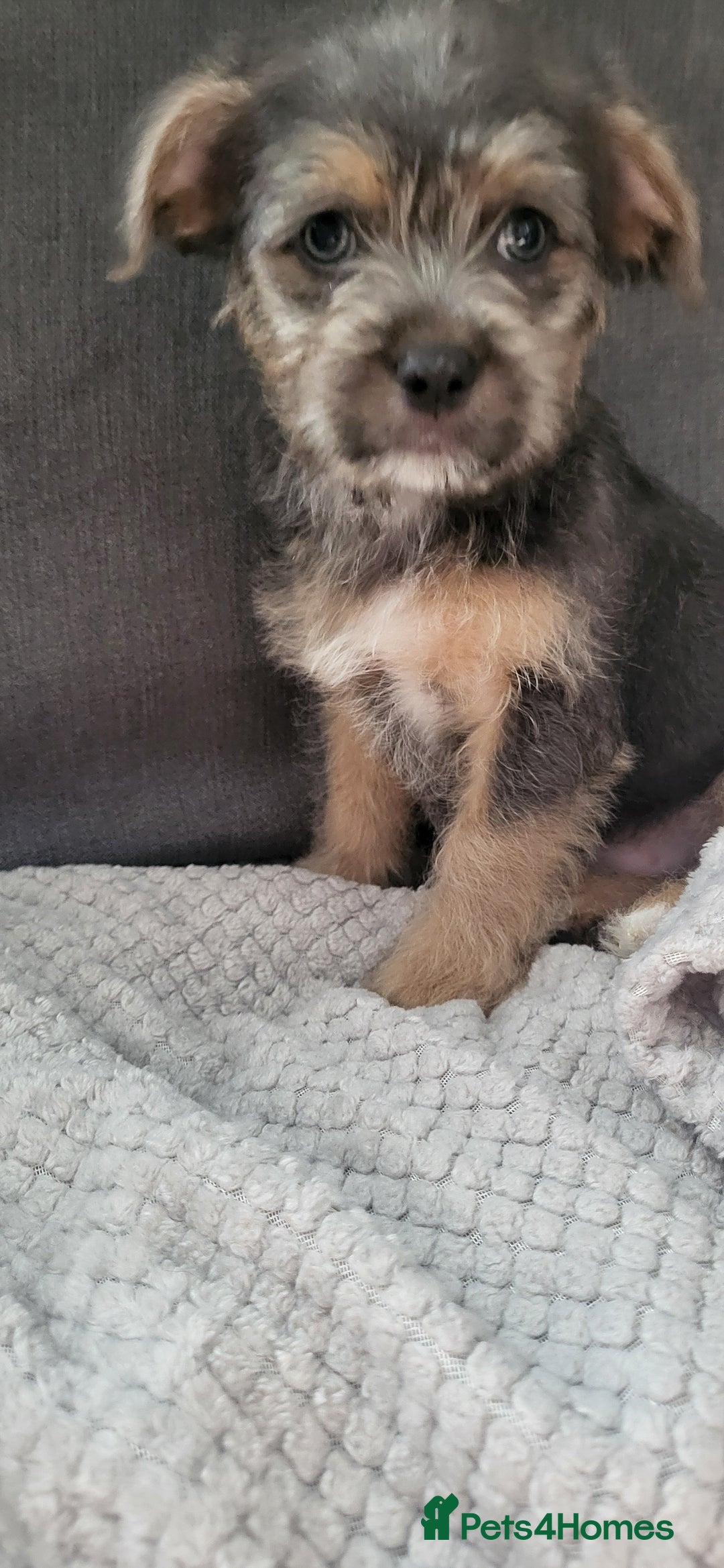 Mixed Breed dogs for sale: Jack russel cross pomeranian puppies  - Image 11