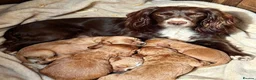 Cocker Spaniel dogs for sale: Fox red cocker spaniels  - Advert 9