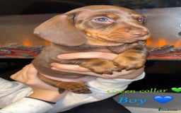 Dachshund dogs for sale: Beautiful miniature dachshund puppies - Image 7