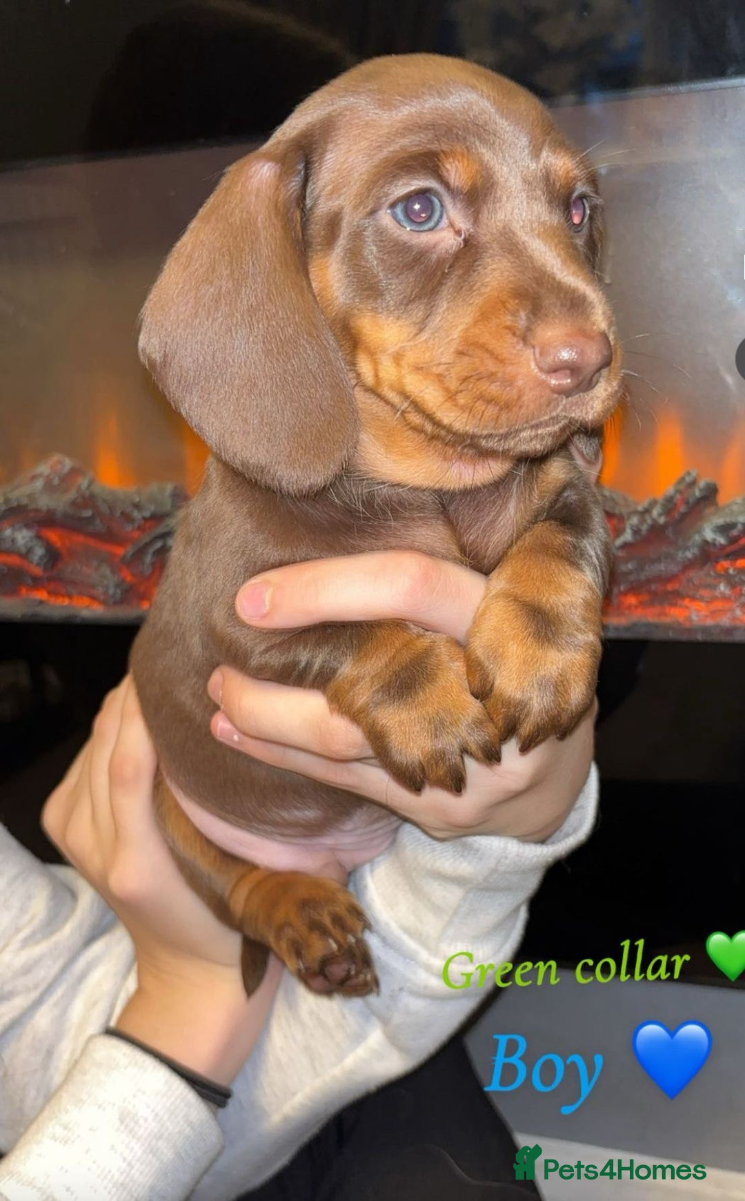 Dachshund dogs for sale: Beautiful miniature dachshund puppies - Image 7