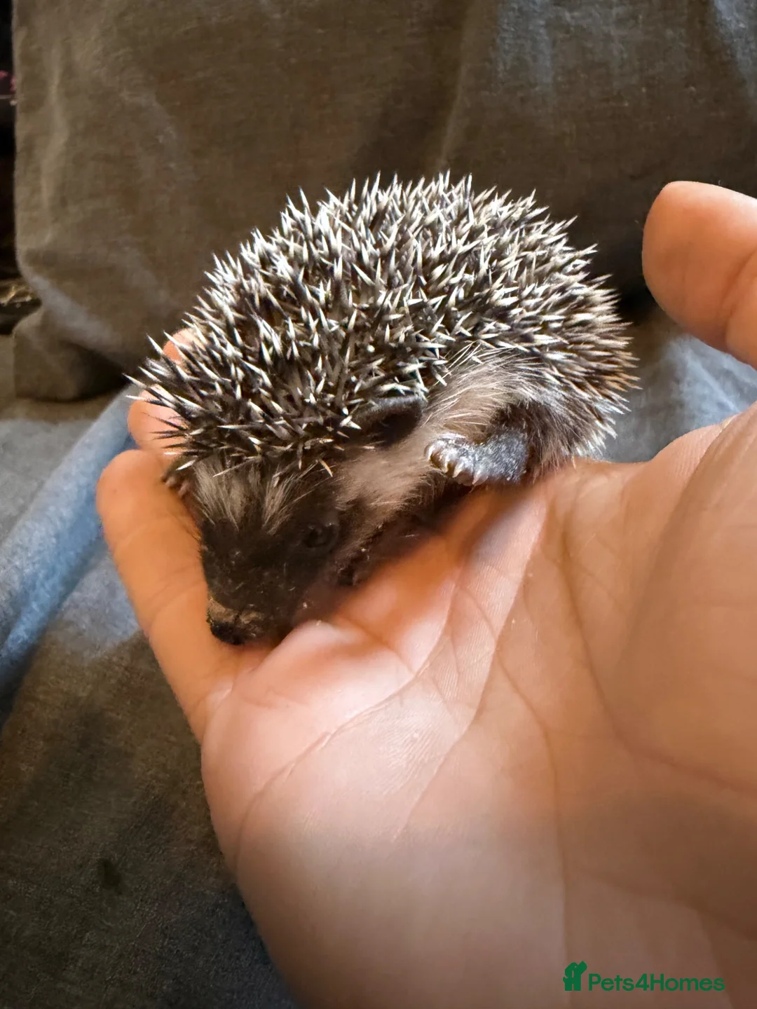 Pygmy Hedgehog rodents for sale: Baby Pygmy Hedgehogs for Sale - Advert 2