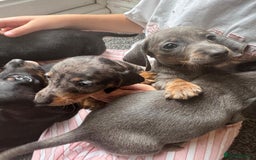 Dachshund dogs for sale: Miniature dachshunds ready now 💗 - Image 19