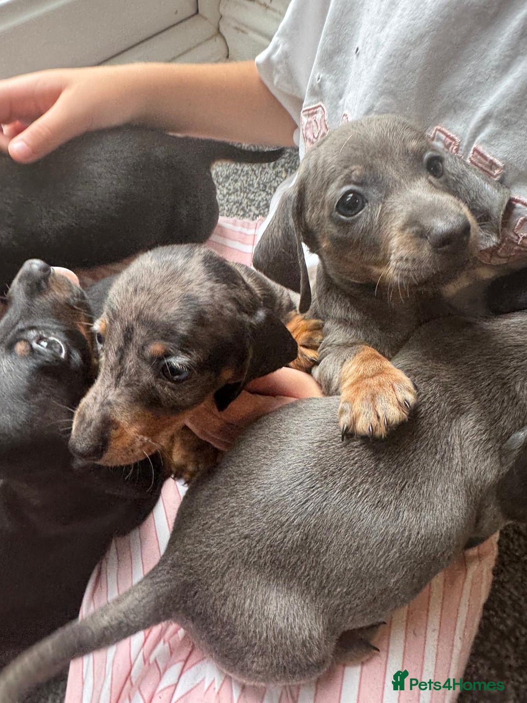 Dachshund dogs for sale: Miniature dachshunds ready now 💗 - Image 19