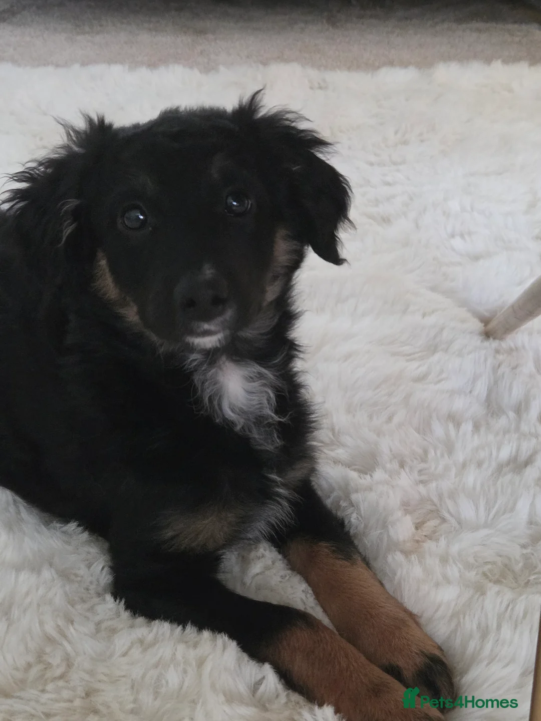 Bordoodle dogs for sale: Bordoodle pups - Advert 4