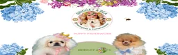 Pekingese dogs for sale: 💐WAITING LIST NOW OPEN 💐 - Advert 6