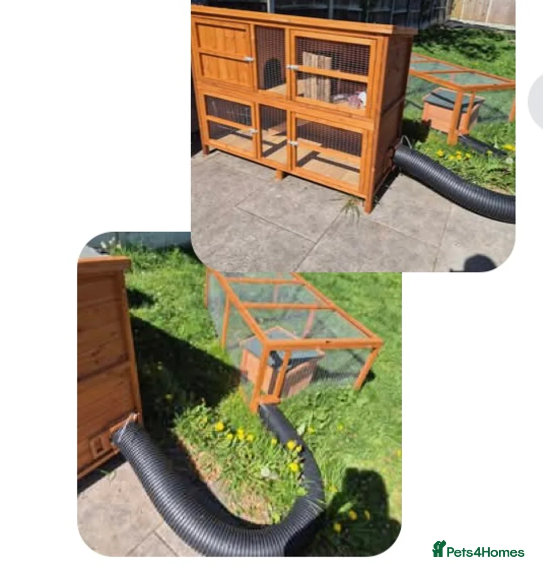 Guinea Pig rodents for sale: 2 bonded male Guinea pigs age 3 with hutch & run - Advert 6