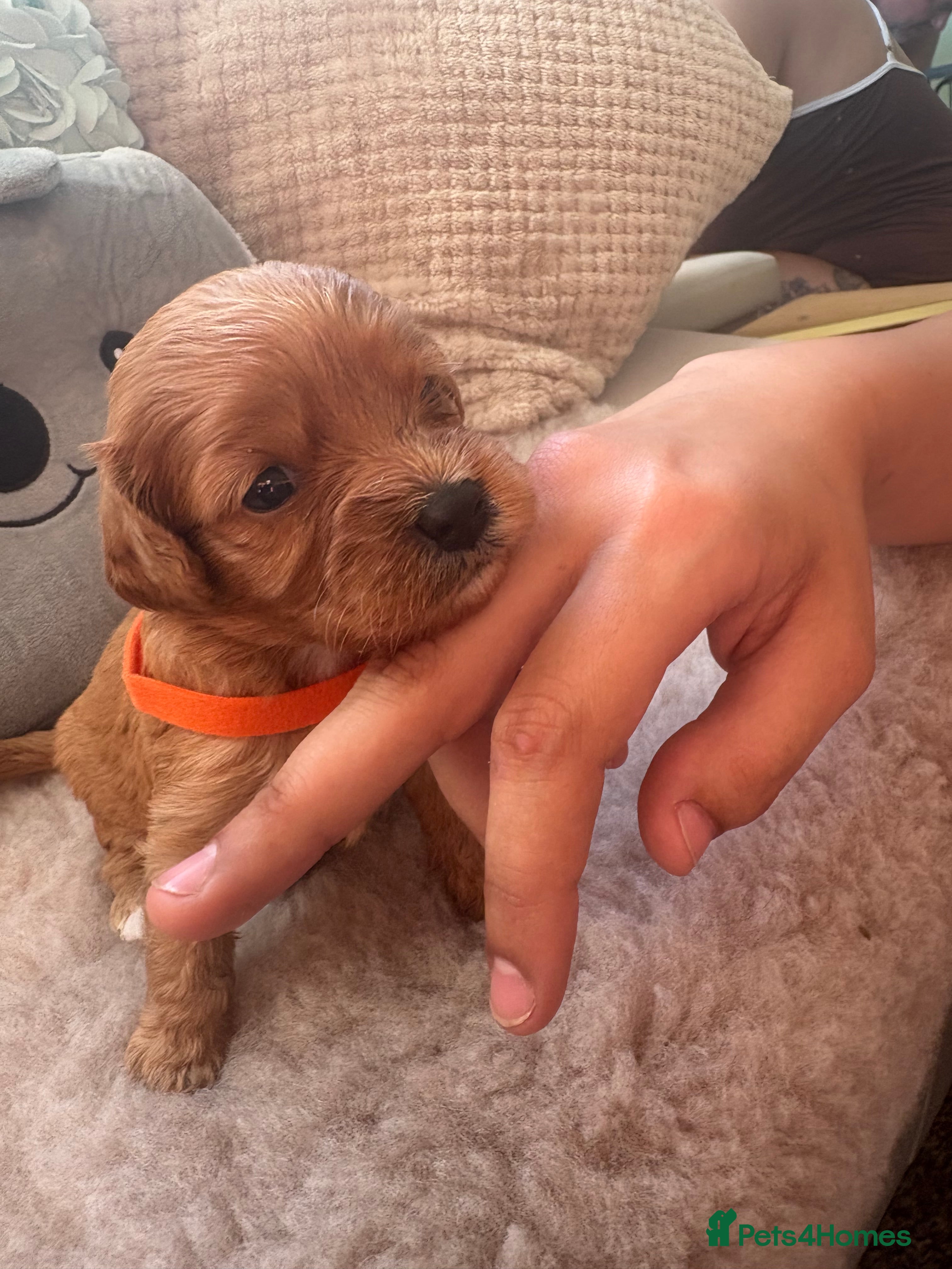 Cavapoo dogs 3 Female Cavapoos for sale  - Advert 2