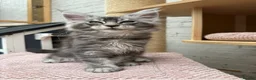Maine Coon cats for sale: TICA pedigree Stunning Maine coon kittens  - Advert 7