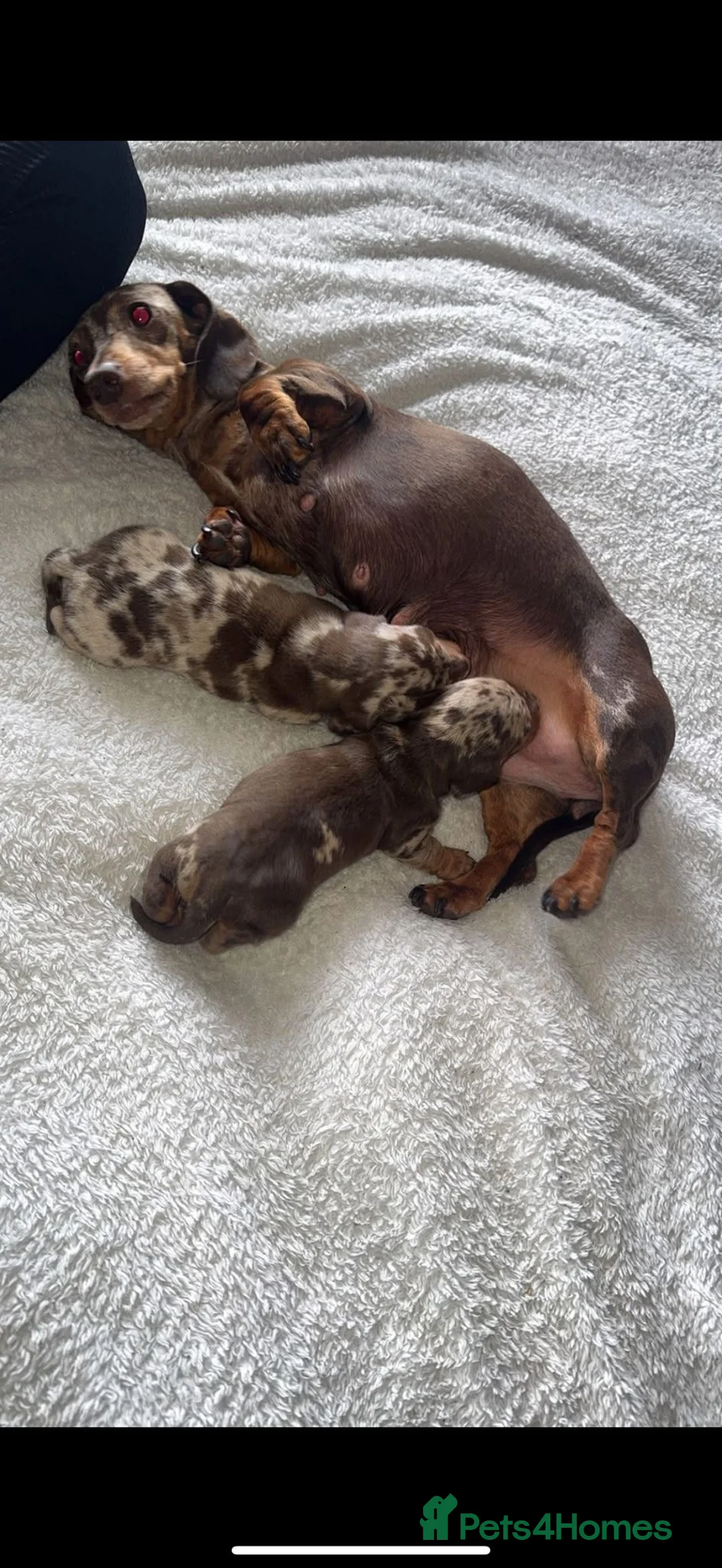 Miniature Dachshund dogs for stud: Kc Miniature chocolate daschund for stud  - Advert 9