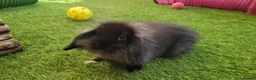 Mini Lop rabbits for sale: Beautiful Mini Lion Lop - READY TO LEAVE - Advert 16