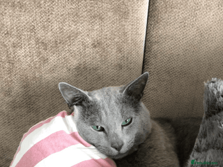 Russian Blue cats in London - Advert 3