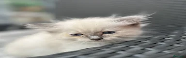 Ragdoll 1