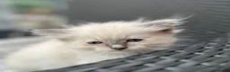 Ragdoll cats for sale: Ragdoll kittens  - Advert 2