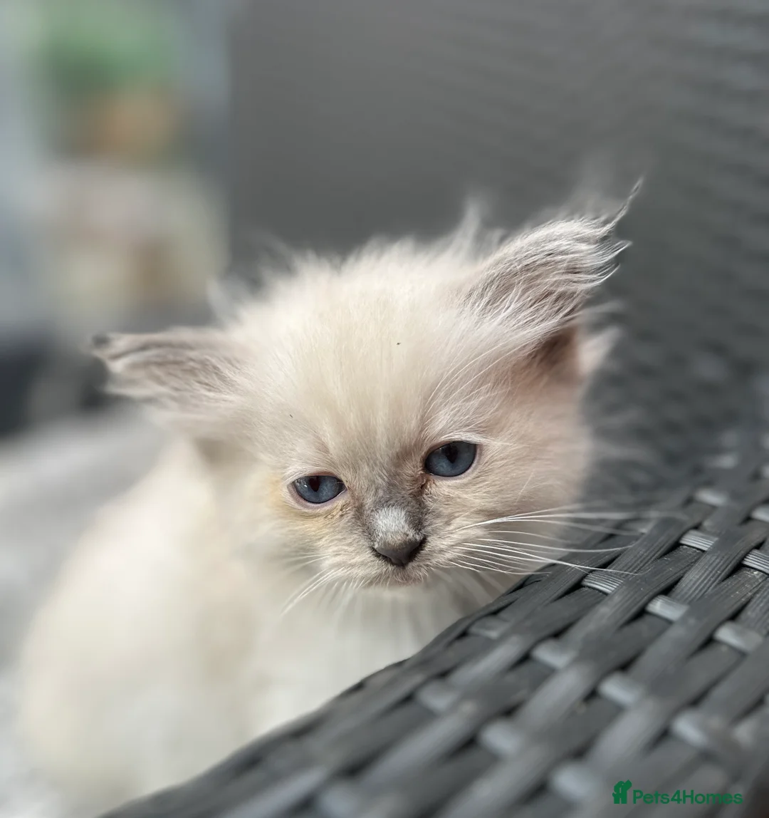 Ragdoll cats for sale: Ragdoll kittens  - Advert 2
