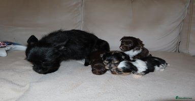 Chorkie dogs - Advert 14