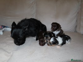 Chorkie dogs - Advert 5