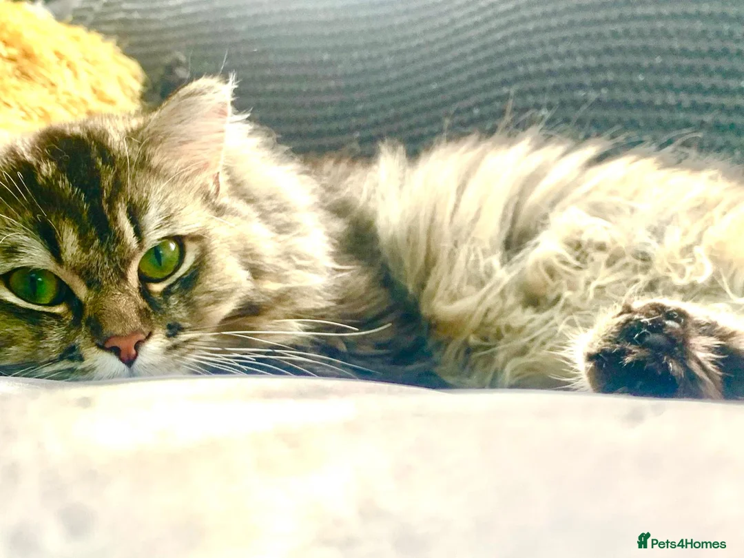 Persian cats for stud: Beautiful Brown/golden Ragdoll/Persian for STUD in Birmingham - Advert 5