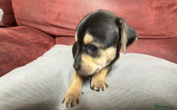 Chihuahua dogs for sale: Chihuahua Boys  - Image 22