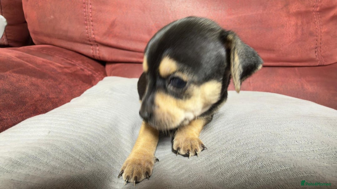 Chihuahua dogs for sale: Chihuahua Boys  - Image 22