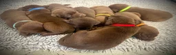 Labrador Retriever dogs for sale: RKC Registered Chocolate Labrador Puppies - Advert 7