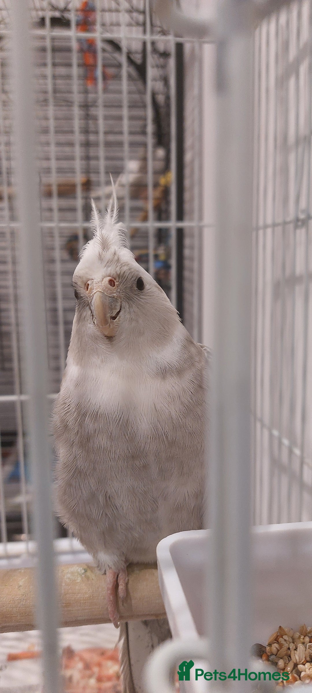 Cockatiels birds for sale: Cockatiel - Advert 2