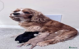 Cockapoo dogs for sale: American unique Black & Tan Cockapoo Girl - Image 2