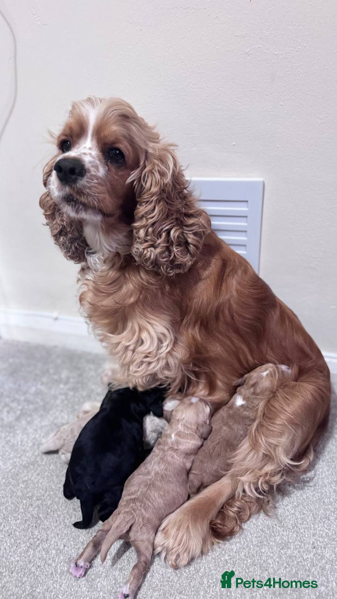 Cockapoo dogs for sale: American unique Black & Tan Cockapoo Girl - Image 2