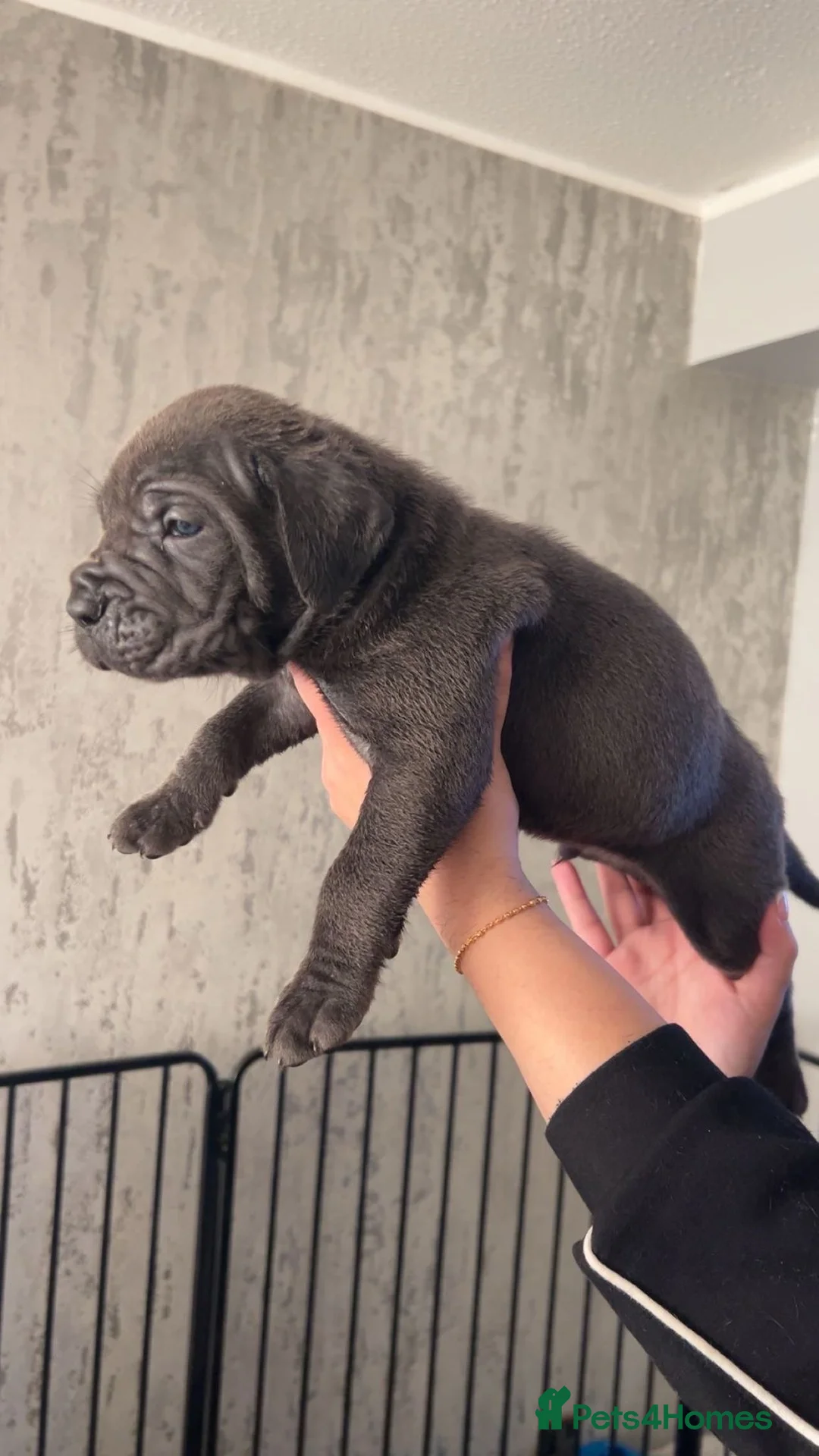 Cane Corso dogs for sale: Pure Blue Cane Corso puppies for sale - Advert 11