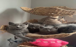 Scottish Fold cats for sale: Cute Scottish kittens READY to go  - Image 1