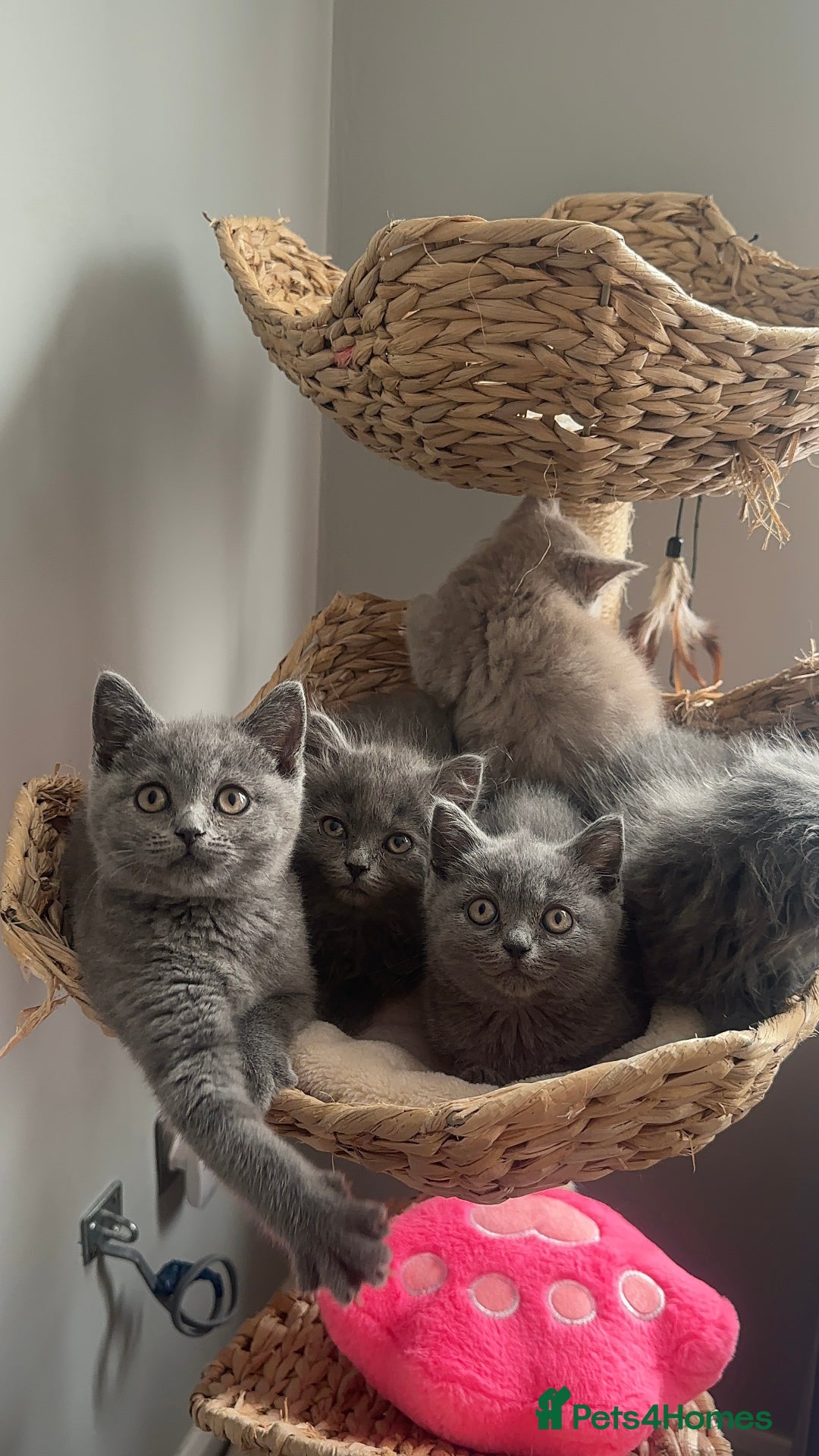 Scottish Fold cats for sale: Cute Scottish kittens READY to go  - Image 1