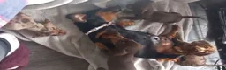 Miniature Dachshund dogs for sale: STUNNING KC MINIATURE DACHSHUND PUPPIES in Guildford - Advert 2