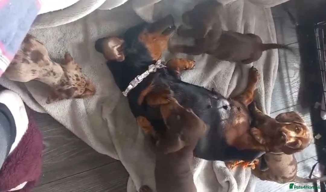 Miniature Dachshund dogs for sale: STUNNING KC MINIATURE DACHSHUND PUPPIES in Guildford - Advert 2