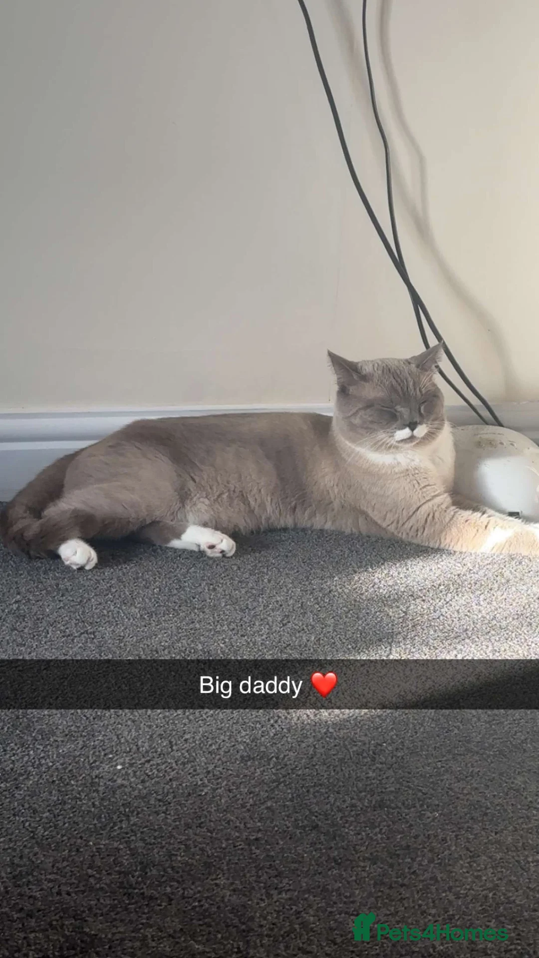 British Shorthair cats for sale: Cats for re home  in Dronfield - Advert 4
