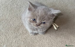 British Shorthair cats for sale: REDUCED!!! Stunning British Short Hair Kittens - Image 35