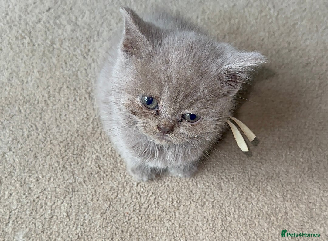 British Shorthair cats for sale: REDUCED!!! Stunning British Short Hair Kittens - Image 35