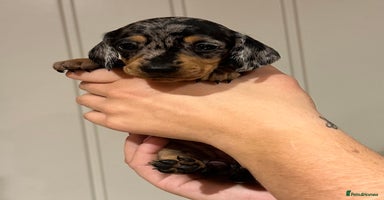 Miniature Dachshund dogs - Advert 14