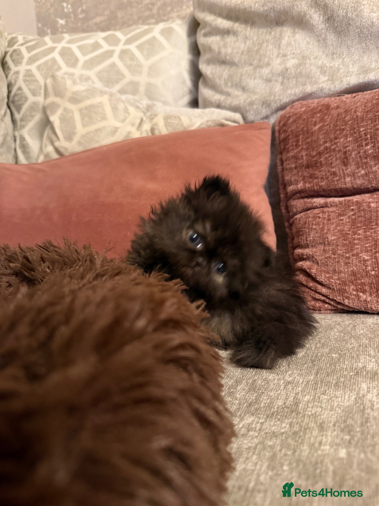 Persian cats Persian kittens looking for their forever home  - Advert 7