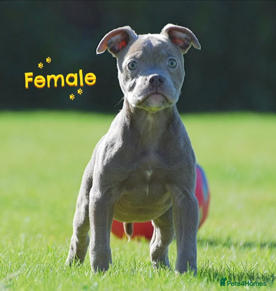 Old Tyme Bulldog dogs for sale: 5⭐️STAR RATED LICENSED🛑🛑READY TO LEAVE NOW, - Image 11